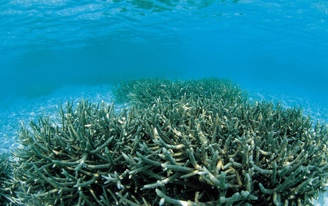 但是地球主要的生物量都集中在陆地上,海洋浮游植物的生物量只占陆地