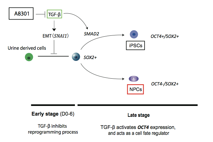 tgf-β信号通路在尿液细胞转分化及重编程过程中的调控