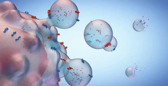 用纳米探针检测由胰腺癌细胞分泌的胞外囊泡