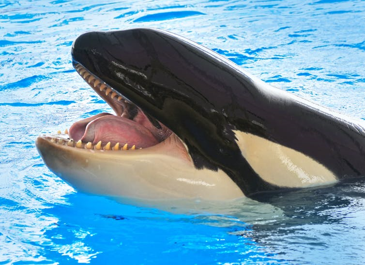 虎鲸有锋利的牙齿.