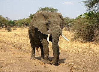 大象脚印里的微生态环境