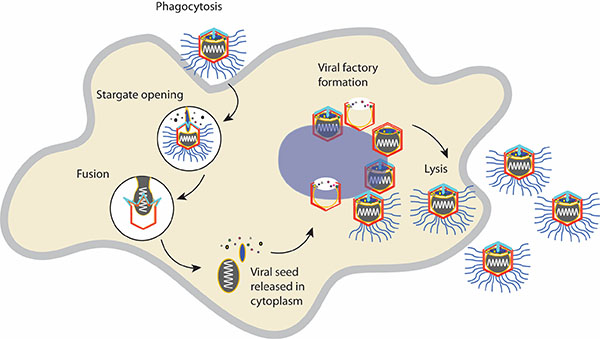 桑巴(samba)病毒感染细胞的过程示意图. (图片来源:冷冻电镜设备)