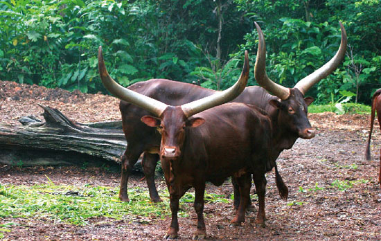 非洲长角牛