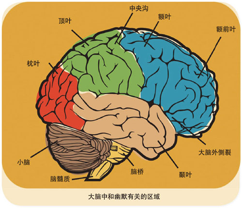 大脑中和幽默有关的区域