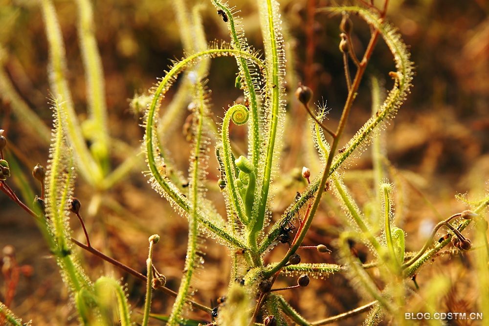 【原创】长叶茅膏菜