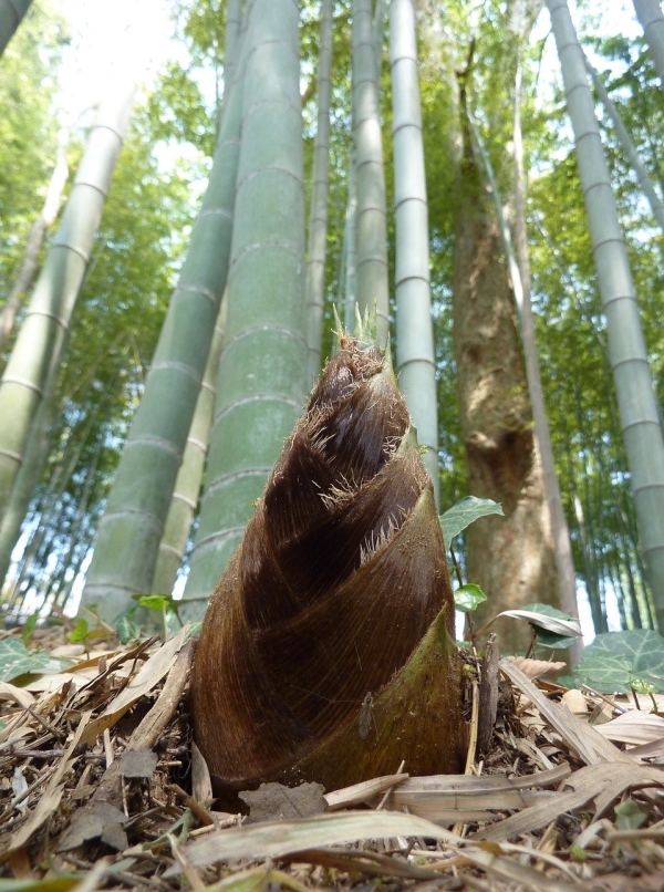 小布最喜欢的植物就是竹子了,奶奶做的竹笋烧肉也是她最爱的食物.