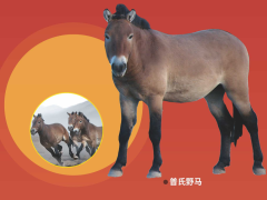 从凋零到重现荣光