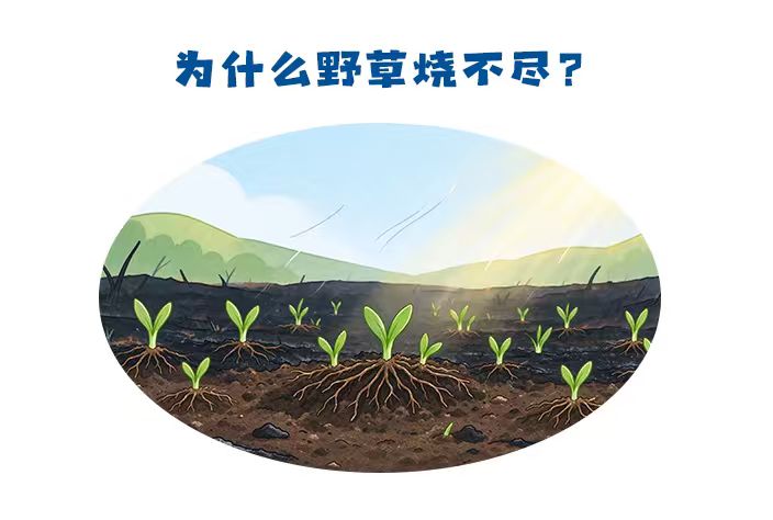 第502集 古诗词中的科学：为什么野草烧不尽？