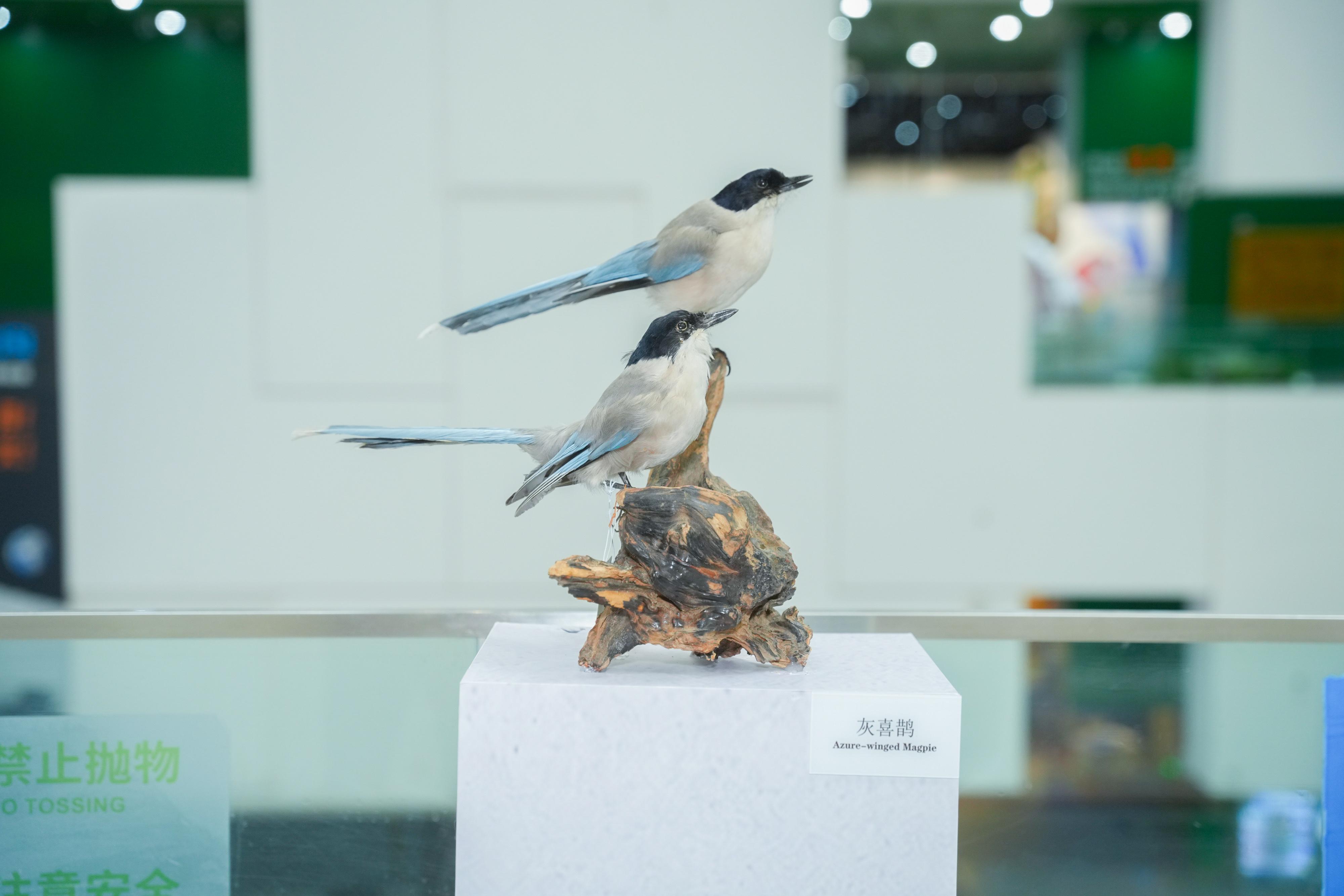 飞羽翩跹入画来 中国科学技术馆“京华飞羽——北京常见鸟类专题展”精彩亮相