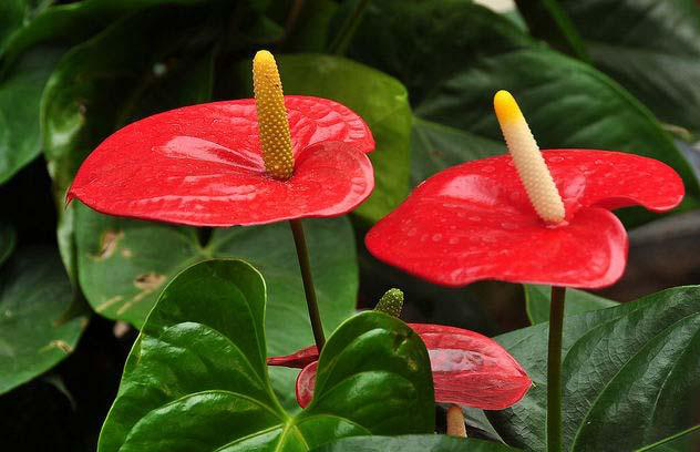 佛焰花序植物——红掌