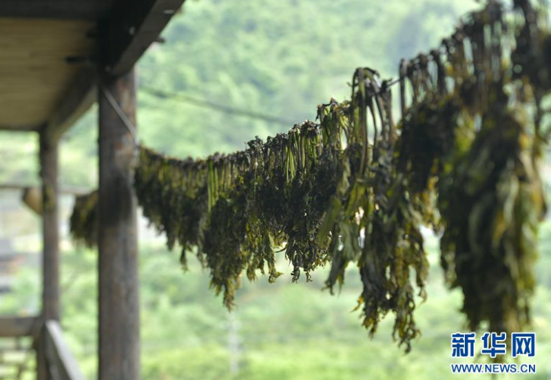 春季野菜,哪些野菜能放心,什么野菜可以食用 春季野菜,哪些野菜能放心,什么野菜可以食用