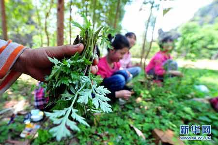 春季野菜,哪些野菜能放心,什么野菜可以食用 春季野菜,哪些野菜能放心,什么野菜可以食用