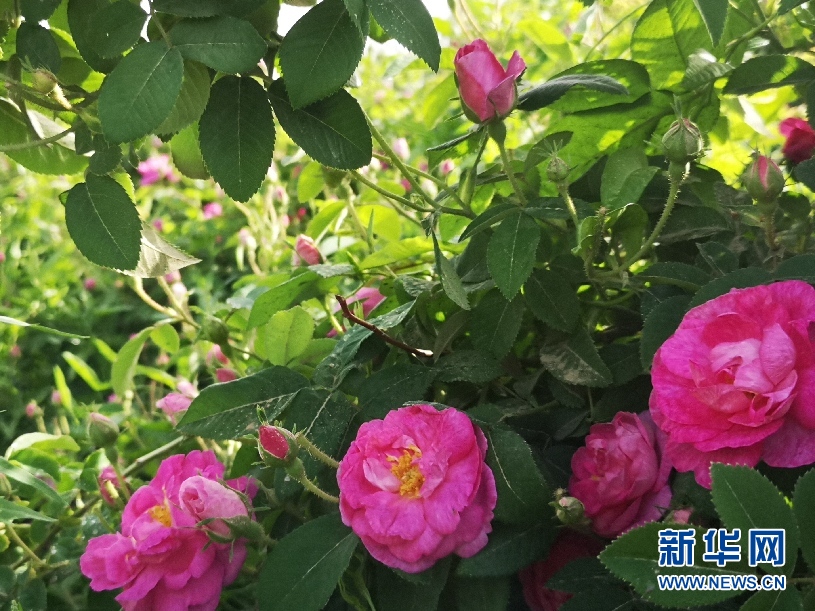 七夕节,中国的传统节日,玫瑰和月季究竟应该如何进行区分呢 七夕节,中国的传统节日,玫瑰和月季究竟应该如何进行区分呢