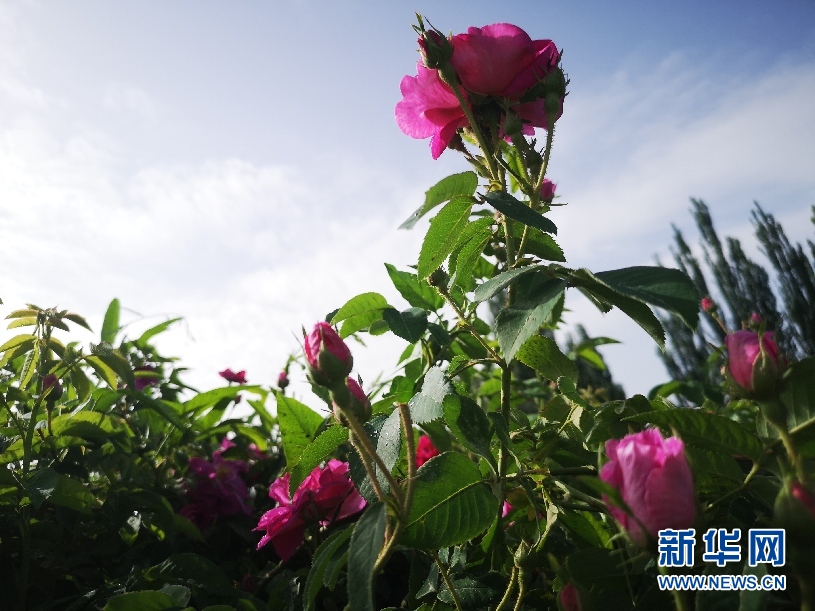 七夕节,中国的传统节日,玫瑰和月季究竟应该如何进行区分呢 七夕节,中国的传统节日,玫瑰和月季究竟应该如何进行区分呢