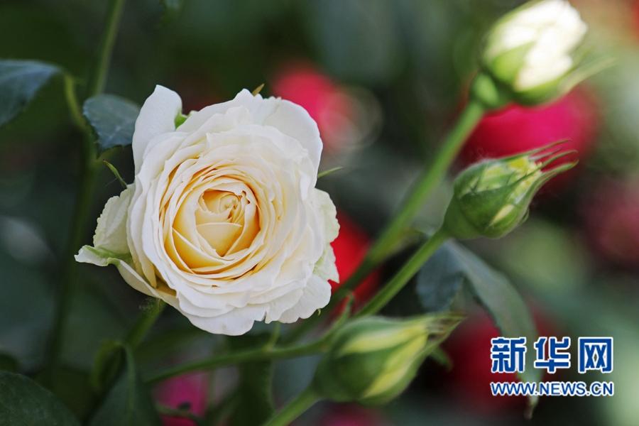 七夕节,中国的传统节日,玫瑰和月季究竟应该如何进行区分呢 七夕节,中国的传统节日,玫瑰和月季究竟应该如何进行区分呢