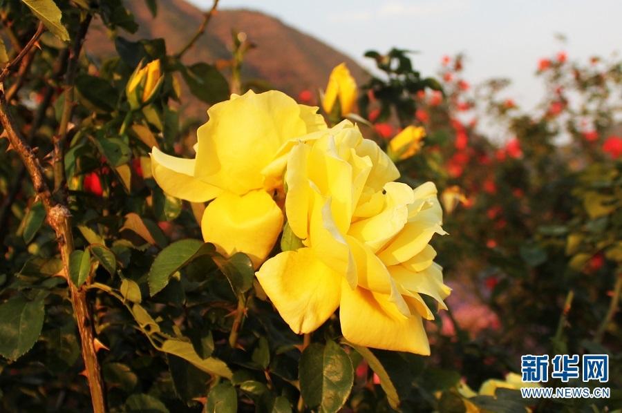 七夕节,中国的传统节日,玫瑰和月季究竟应该如何进行区分呢 七夕节,中国的传统节日,玫瑰和月季究竟应该如何进行区分呢