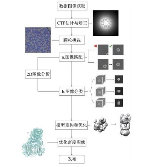 2017诺贝尔化学奖：冷冻电镜技术如何革新生物化学？