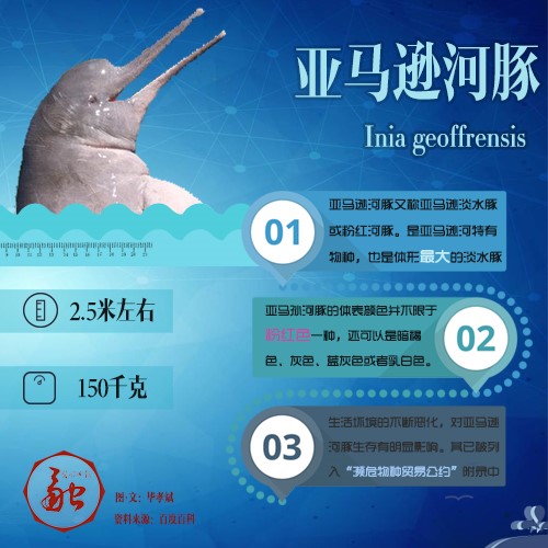 你们转发的“粉红海豚”到底是个啥？