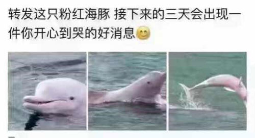 你们转发的“粉红海豚”到底是个啥?