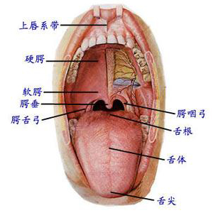 舌头背面结构图片