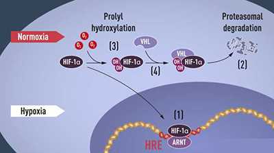 2019诺贝尔生理学奖;医学奖;认识生命 2019诺贝尔生理学奖;医学奖;认识生命