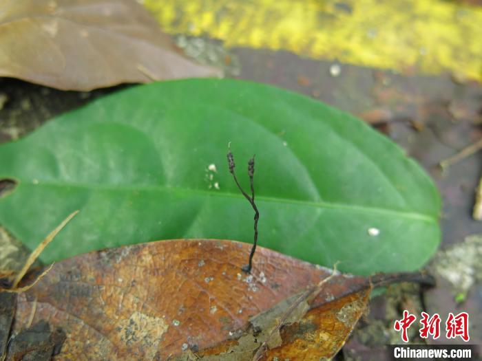 海南热带雨林国家公园,真菌新物种