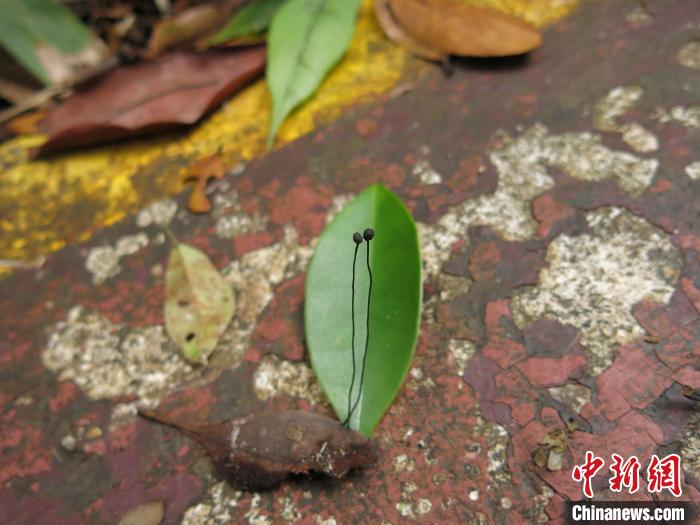 海南热带雨林国家公园,真菌新物种