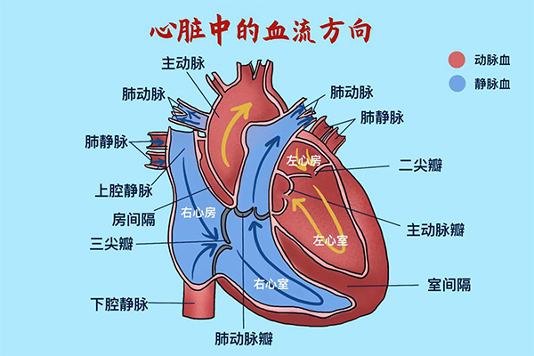 心脏血管图 流向图片