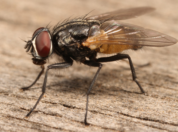 苍蝇1.jpg