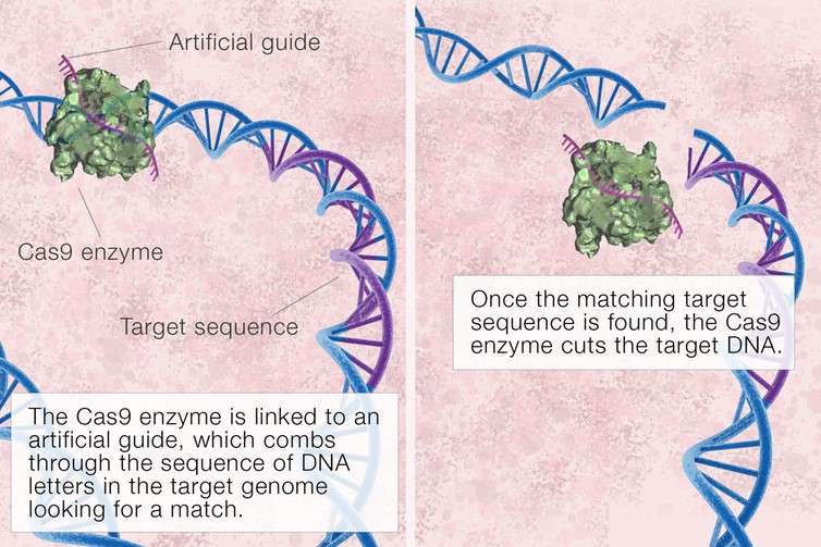 科普CRISPR：什么是CRISPR基因编辑？怎么应用？