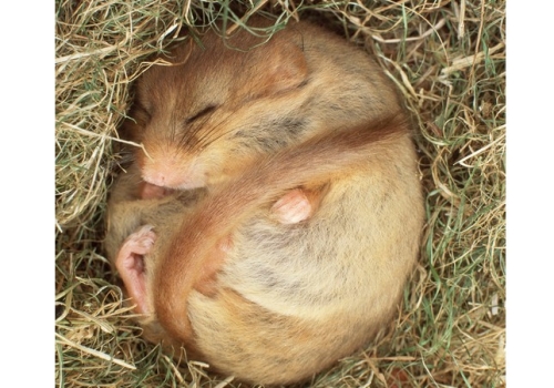 老鼠脑中的酣睡开关可以令它们陷入冬眠般的沉睡