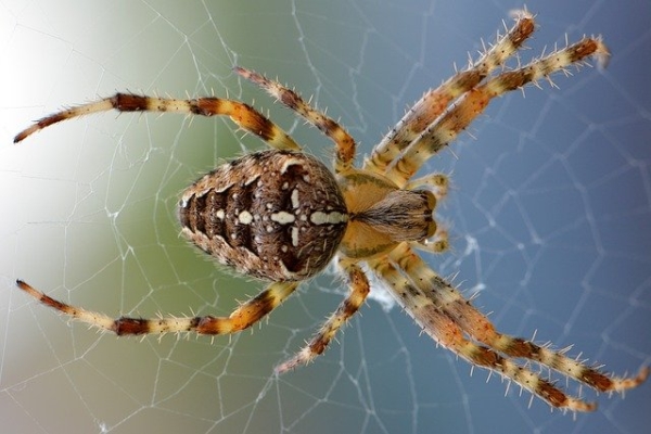 歌利亚蜘蛛图片