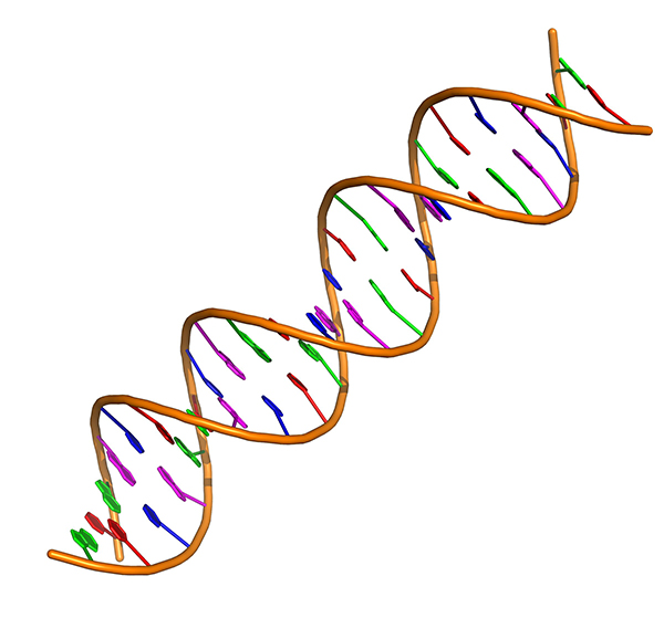 双链DNA简图图片