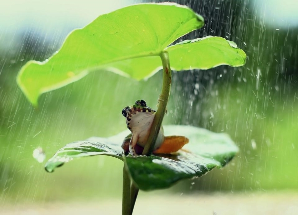 下雨,安全落地,自然