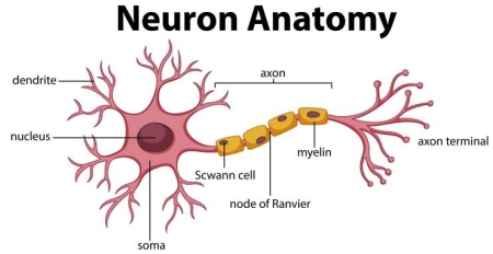白质,轴突,神经元