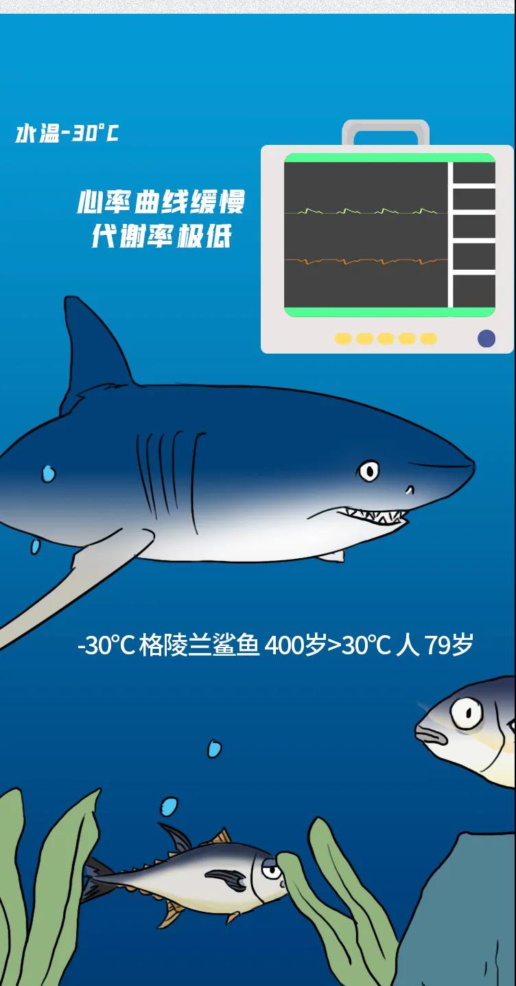 昆虫;乌龟;寿命;极限