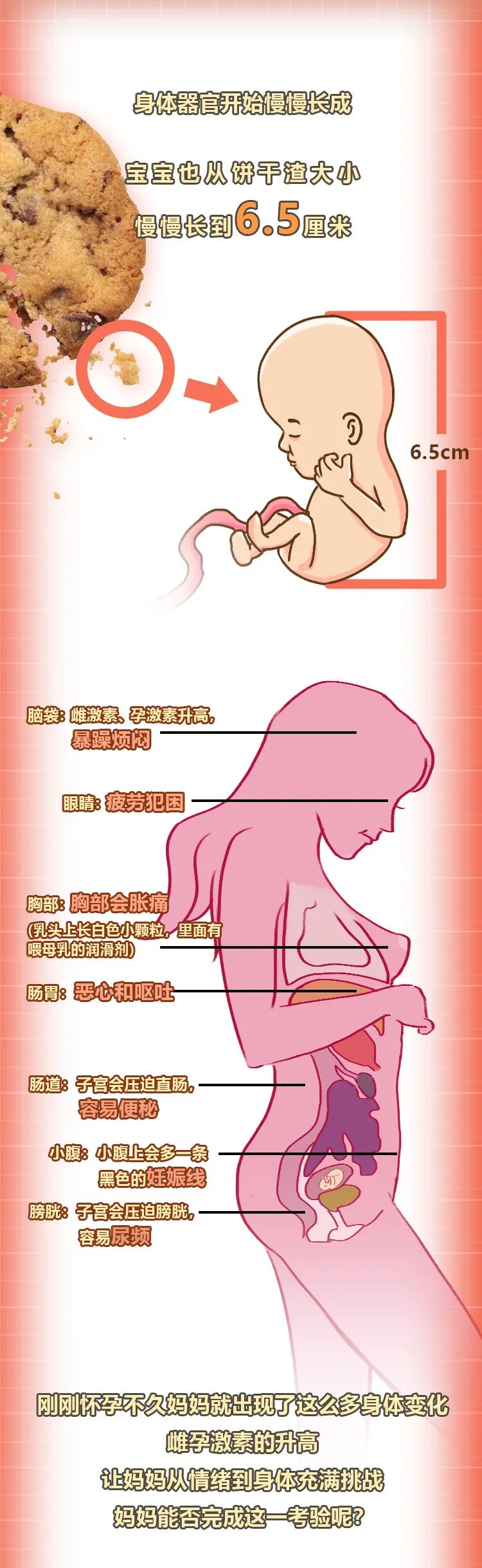 怀孕;雌激素 怀孕;雌激素