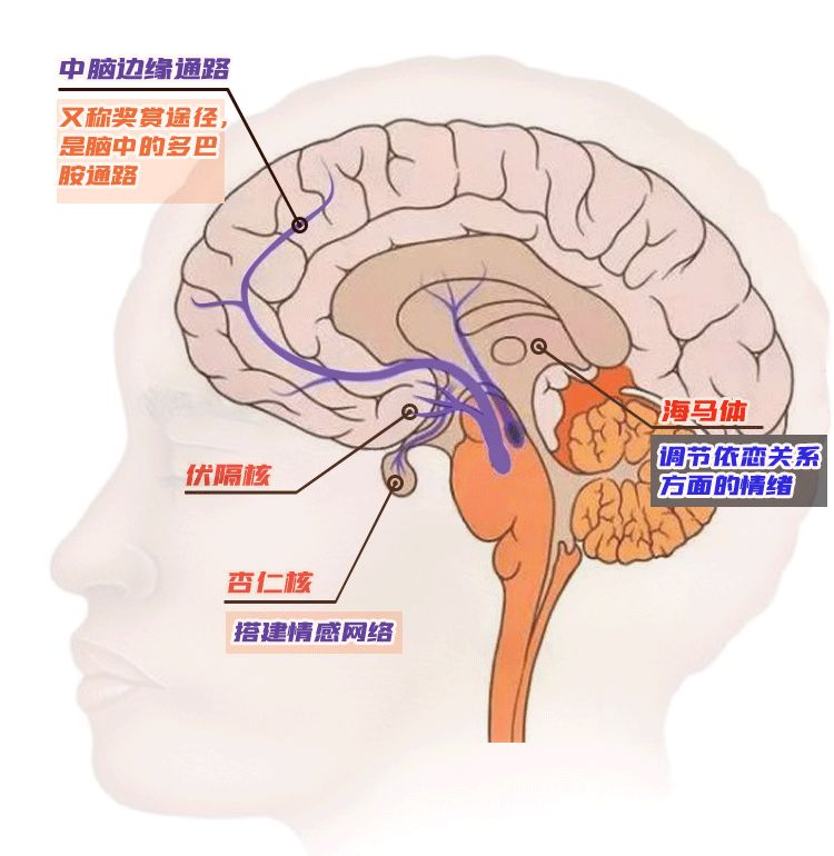 中脑边缘