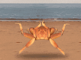 皇帝蟹;蟹;吃蟹季 皇帝蟹;蟹;吃蟹季