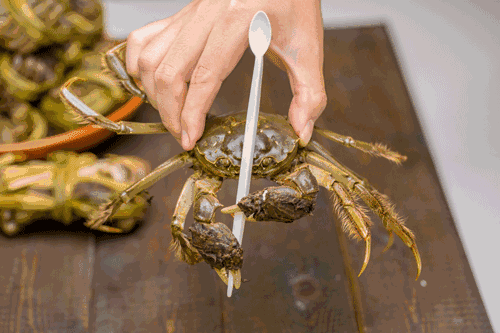 皇帝蟹;蟹;吃蟹季 皇帝蟹;蟹;吃蟹季