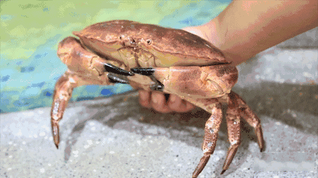 皇帝蟹;蟹;吃蟹季 皇帝蟹;蟹;吃蟹季