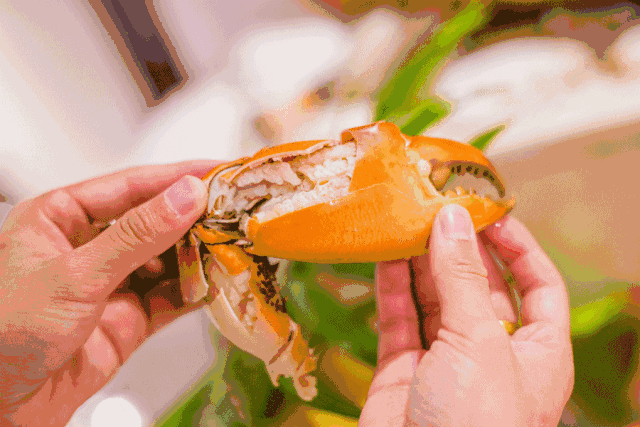 皇帝蟹;蟹;吃蟹季 皇帝蟹;蟹;吃蟹季