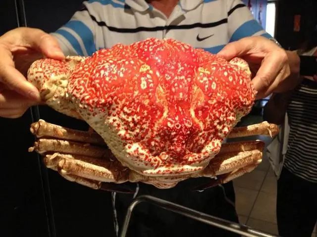 皇帝蟹;蟹;吃蟹季 皇帝蟹;蟹;吃蟹季