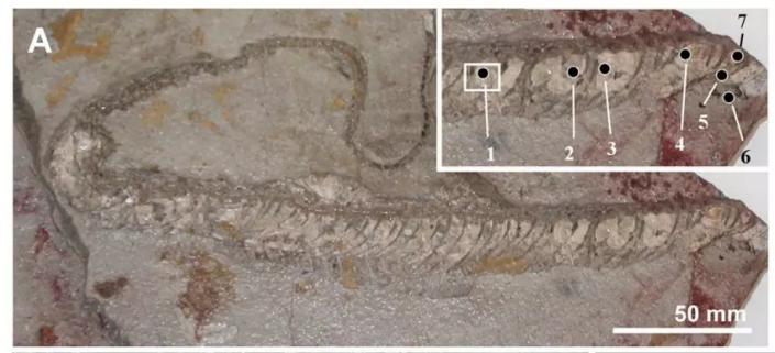 中新世彩颌蛇化石