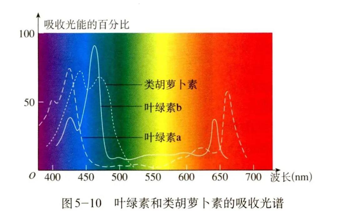 叶绿素;类胡萝卜素