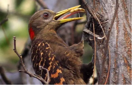 啄木鸟的舌头,啄木鸟的舌头到底有什么奇特之处,达芬奇