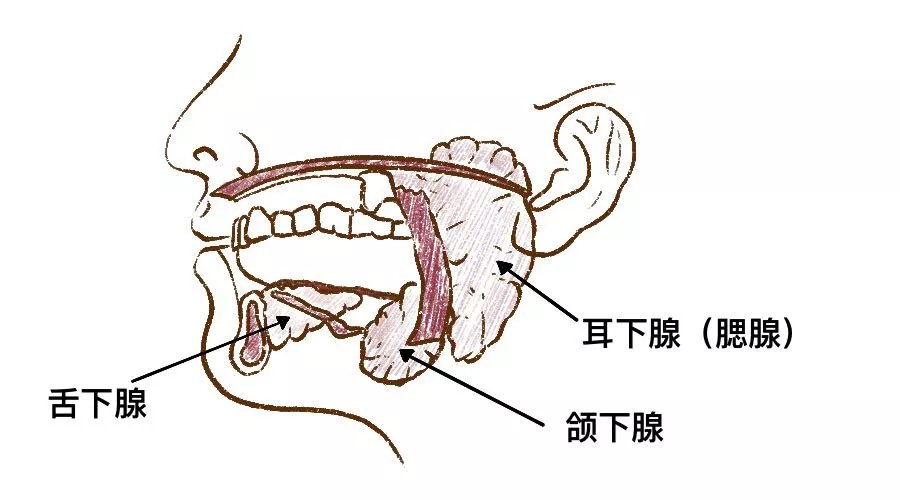 人体三大唾液腺图片
