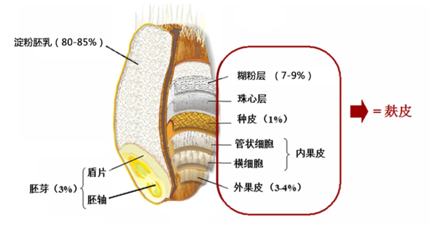 麦粒结构