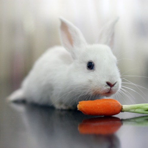 第61集 兔子真的喜欢吃胡萝卜吗?
