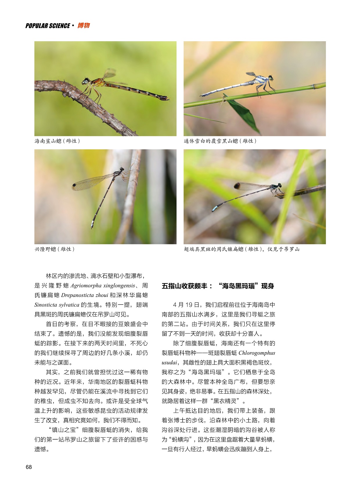 华南地区的裂唇蜓科物种罕见,裂唇蜓科物种斑翅裂唇蜓